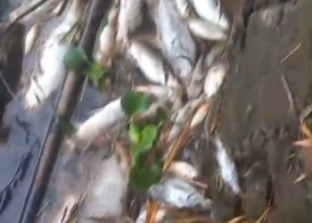 Mortandade de peixes no Rio Sapucaí-mirim preocupa autoridades
