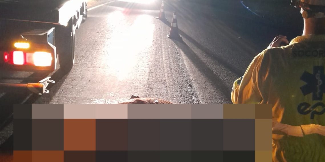 Cavalo morre atropelado na Rodovia do Contorno em Poços de Caldas