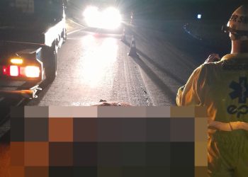 Cavalo morre atropelado na Rodovia do Contorno em Poços de Caldas