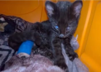 Animais resgatados de incêndios não conseguem voltar a natureza após as queimaduras