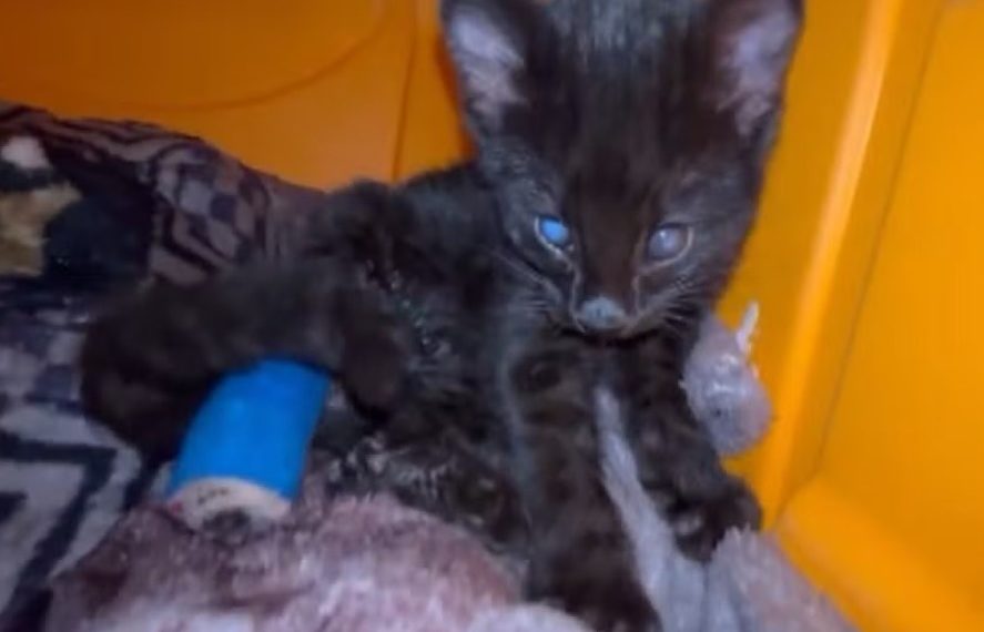 Animais resgatados de incêndios não conseguem voltar a natureza após as queimaduras