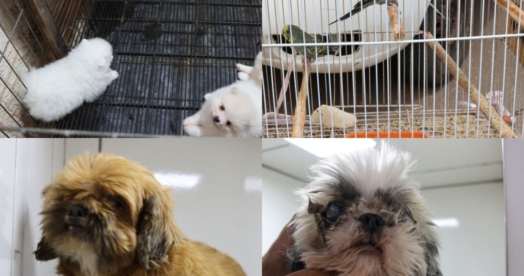Mais de 40 animais são resgatados de canil clandestino em São José do Rio Pardo