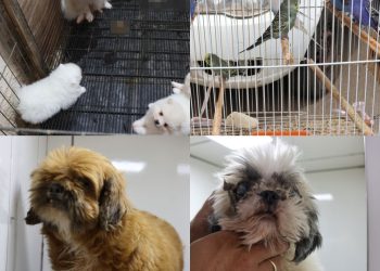 Mais de 40 animais são resgatados de canil clandestino em São José do Rio Pardo