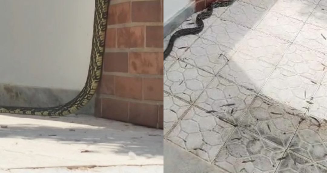 VÍDEO: bombeiros capturam serpente em residência no Centro de Poços de Caldas