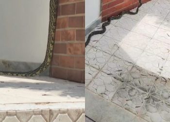 VÍDEO: bombeiros capturam serpente em residência no Centro de Poços de Caldas
