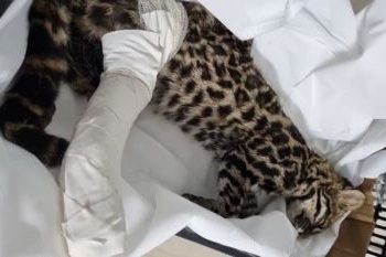 Gato-do-mato é resgatado pelos Bombeiros em Ibitiúra de Minas