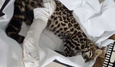 Gato-do-mato é resgatado pelos Bombeiros em Ibitiúra de Minas