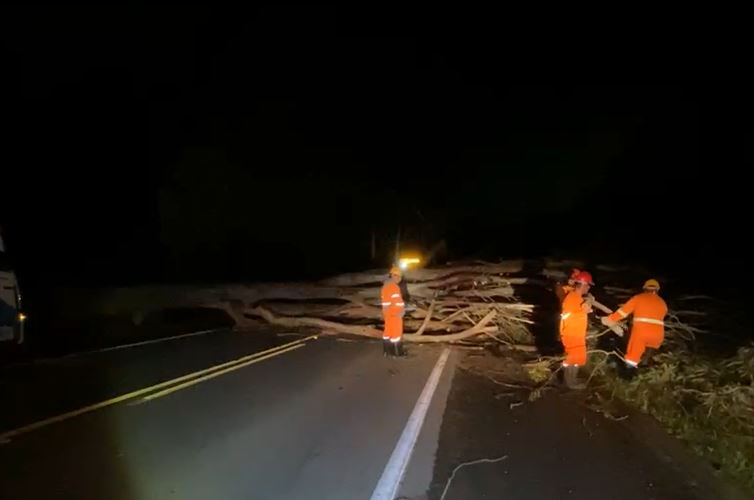 Eucalipto cai na rodovia MGC-146 entre Poços e Andradas