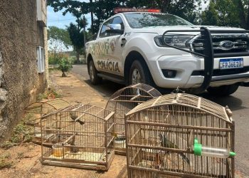 Homem é multado em mais de R$2 mil por criar animais silvestres em Pinhal