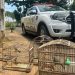 Homem é multado em mais de R$2 mil por criar animais silvestres em Pinhal