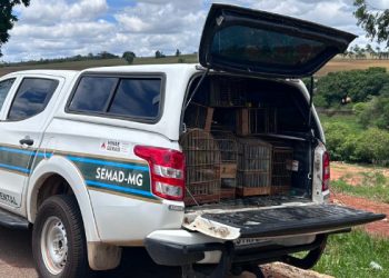 Fiscalização identifica cativeiro e apreende 212 aves silvestres em Alfenas