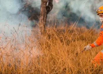 Incêndios florestais: Minas registra queda na área queimada