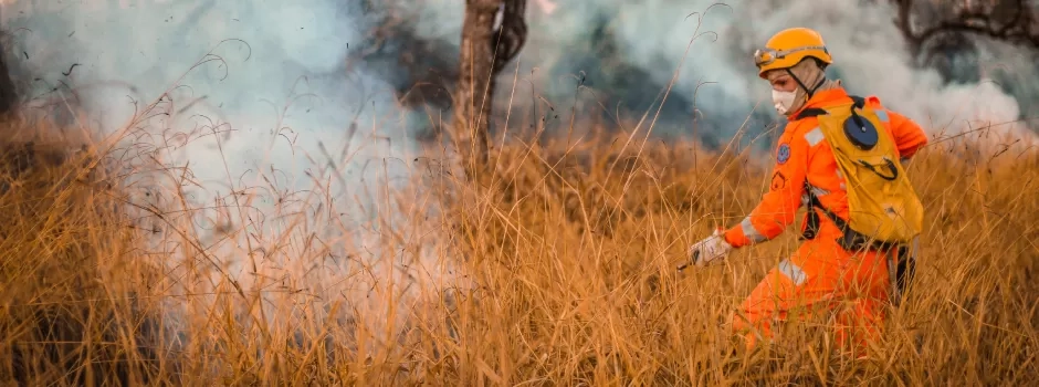 Incêndios florestais: Minas registra queda na área queimada