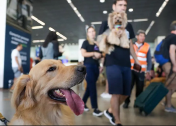 Governo Federal lança Plano de Transporte Aéreo de Animais