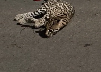 Moradores encontram jaguatirica ferida na região oeste de Poços de Caldas