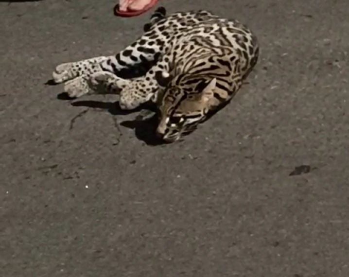 Moradores encontram jaguatirica ferida na região oeste de Poços de Caldas