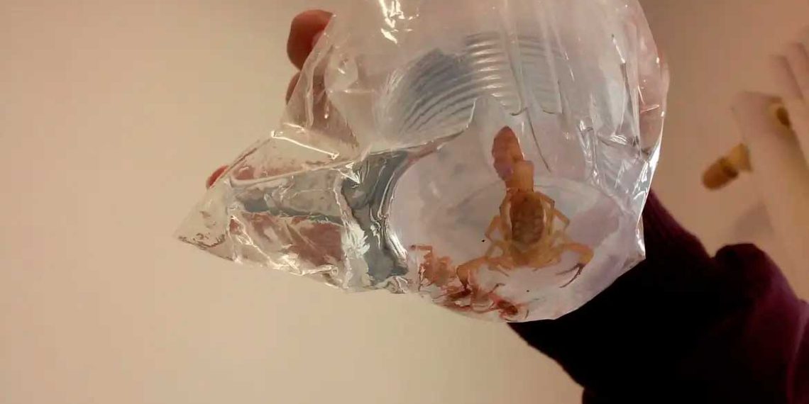 Minas Gerais registra a maior taxa de letalidade em acidentes com escorpiões no Brasil