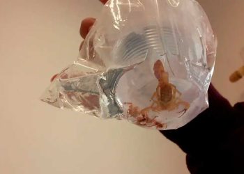 Minas Gerais registra a maior taxa de letalidade em acidentes com escorpiões no Brasil