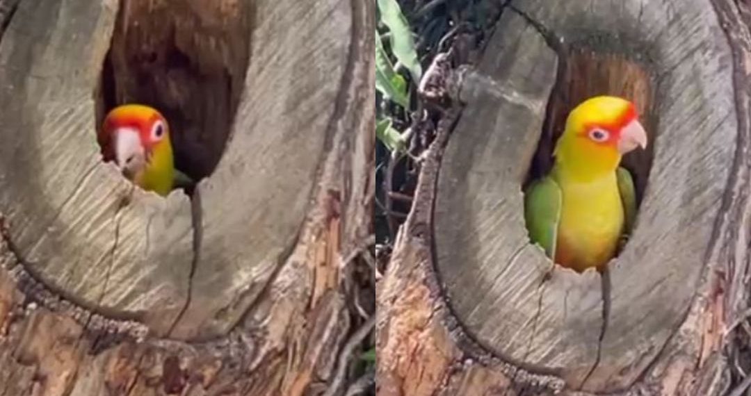 VÍDEO: espécie rara de maritaca é registrada no centro de Poços de Caldas