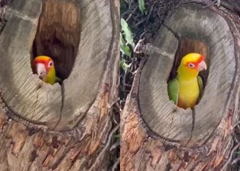 VÍDEO: espécie rara de maritaca é registrada no centro de Poços de Caldas
