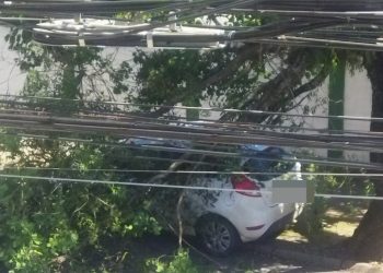 Galho de árvore cai sobre veículo em Poços de Caldas