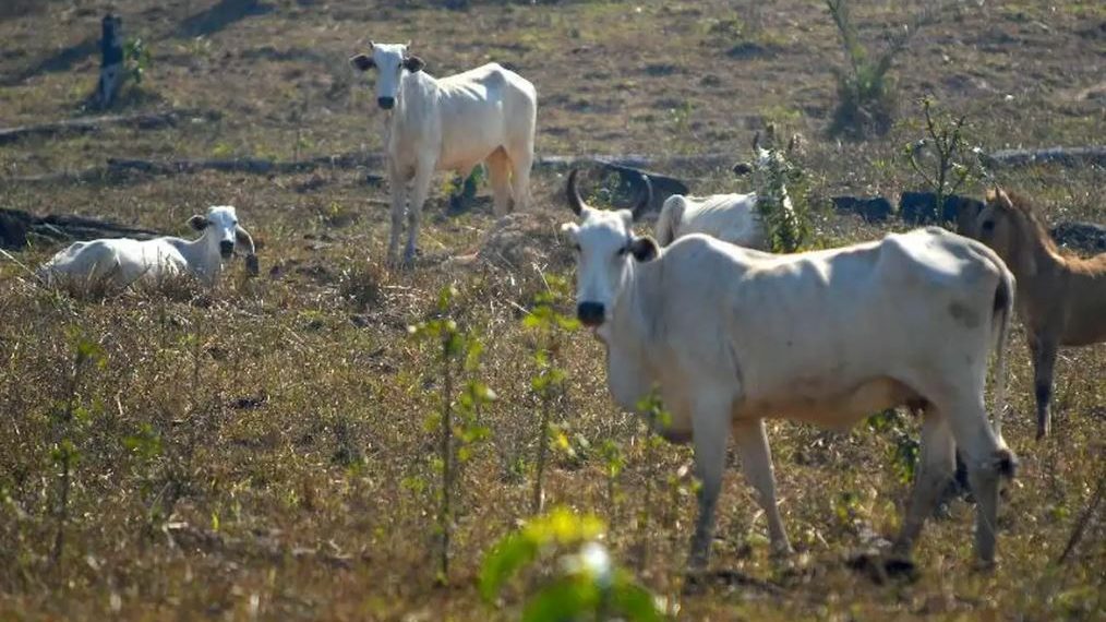 Saúde diz que não há confirmação de caso de Vaca Louca em MG