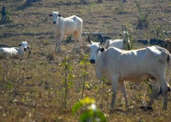 Saúde diz que não há confirmação de caso de Vaca Louca em MG
