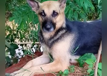 Resgate de cachorros é realizado por Corpo de Bombeiros em Andradas