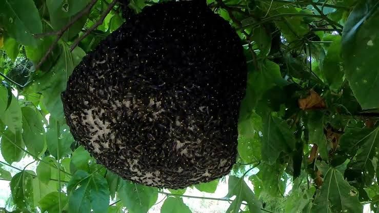 Enxame de marimbondos é retirado pela Guarda Municipal em Poços de Caldas