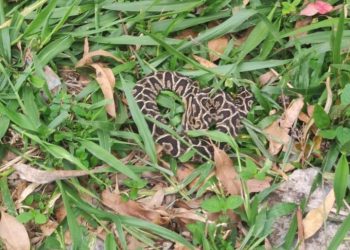 Cobra é capturada pelos Bombeiros em garagem de residência em Poços de Caldas