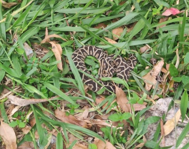 Cobra é capturada pelos Bombeiros em garagem de residência em Poços de Caldas