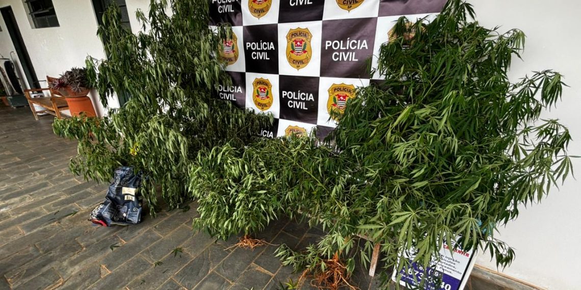 Homem é preso com plantação de maconha em casa no Leste Paulista