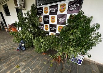 Homem é preso com plantação de maconha em casa no Leste Paulista