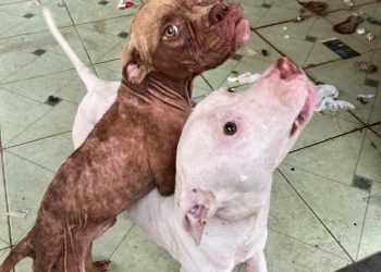 Cães da raça Pitbull em situação de maus-tratos são resgatados pela Polícia Civil