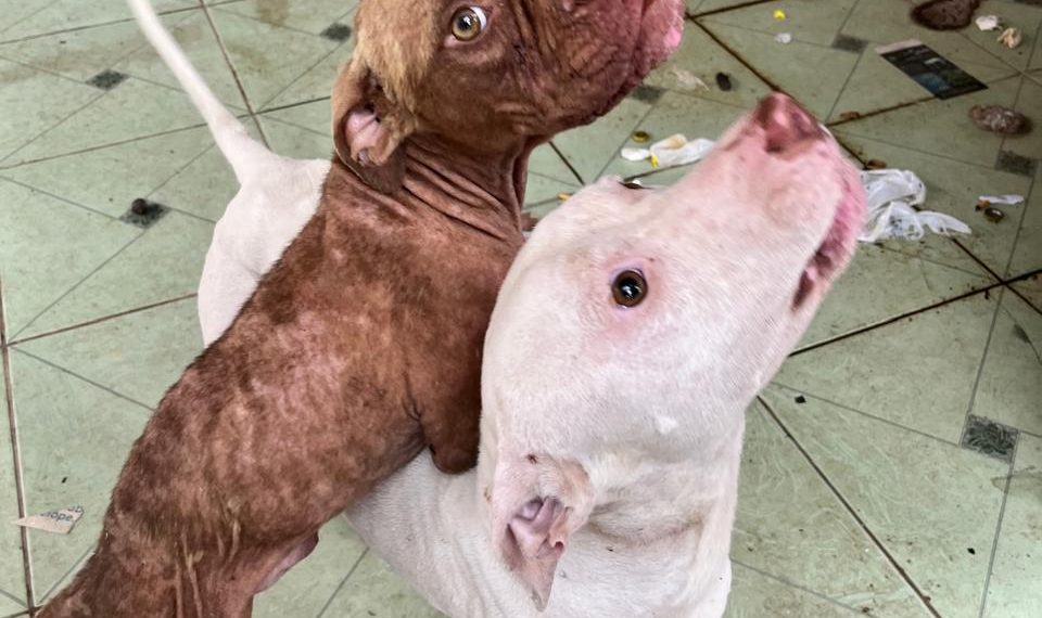 Cães da raça Pitbull em situação de maus-tratos são resgatados pela Polícia Civil