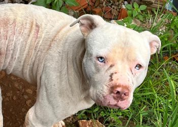 Polícia Civil resgata pitbull em situação de maus-tratos em imóvel abandonado
