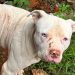 Polícia Civil resgata pitbull em situação de maus-tratos em imóvel abandonado