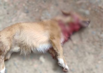 Cachorro morre e outro fica ferido após ataque de pitbull em Poços de Caldas