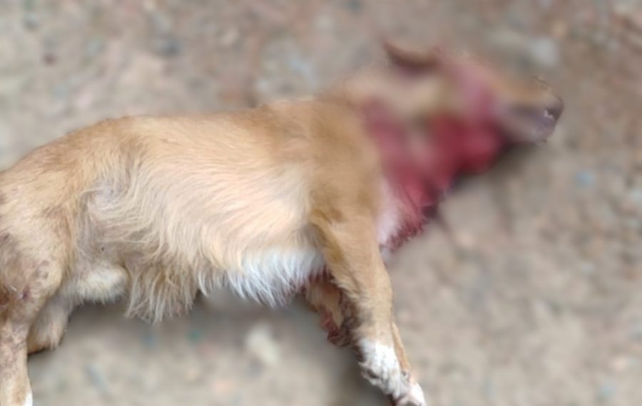 Cachorro morre e outro fica ferido após ataque de pitbull em Poços de Caldas