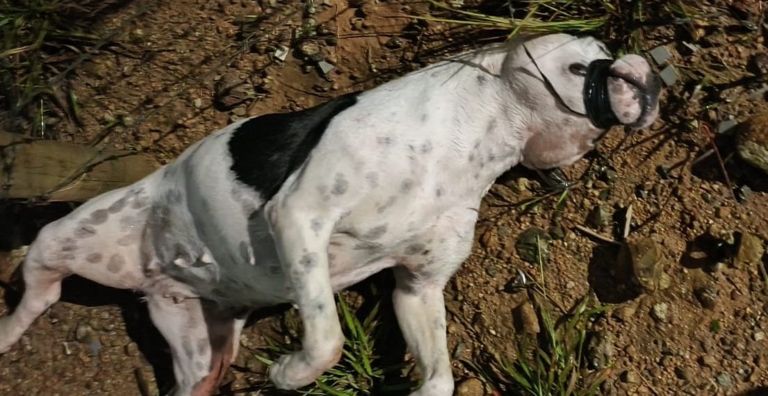 Cachorra é encontrada morta com a boca amarrada em Poços de Caldas