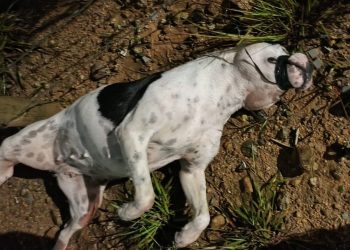 Cachorra é encontrada morta com a boca amarrada em Poços de Caldas