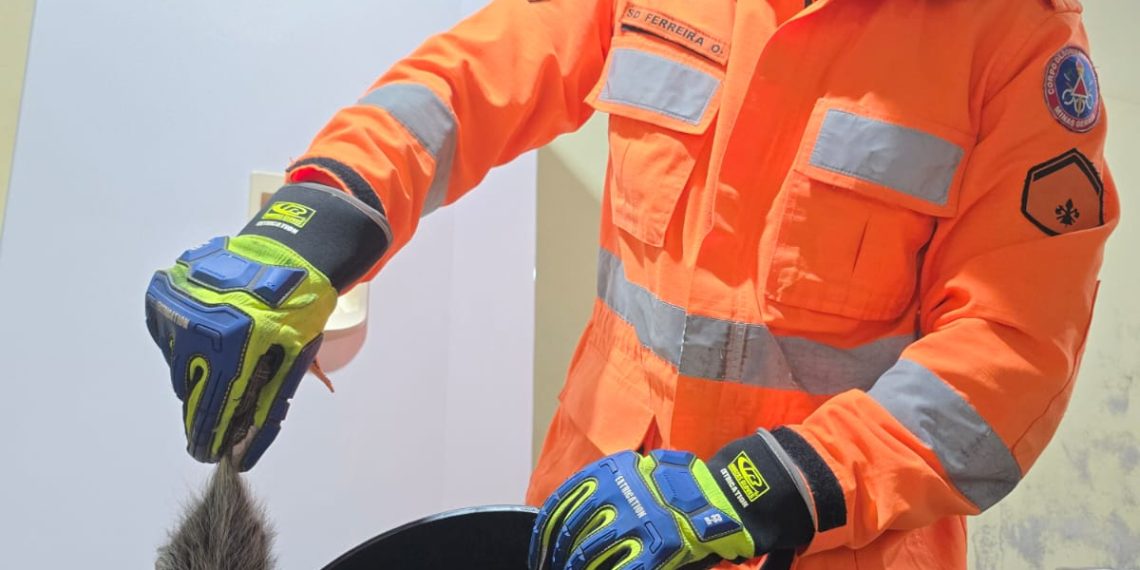 Gambá é capturado pelos Bombeiros dentro de residência em Poços de Caldas