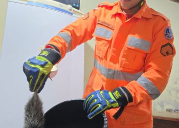Gambá é capturado pelos Bombeiros dentro de residência em Poços de Caldas