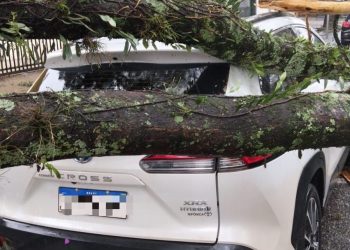 Chuva forte derruba árvores e causa transtornos em Poços de Caldas