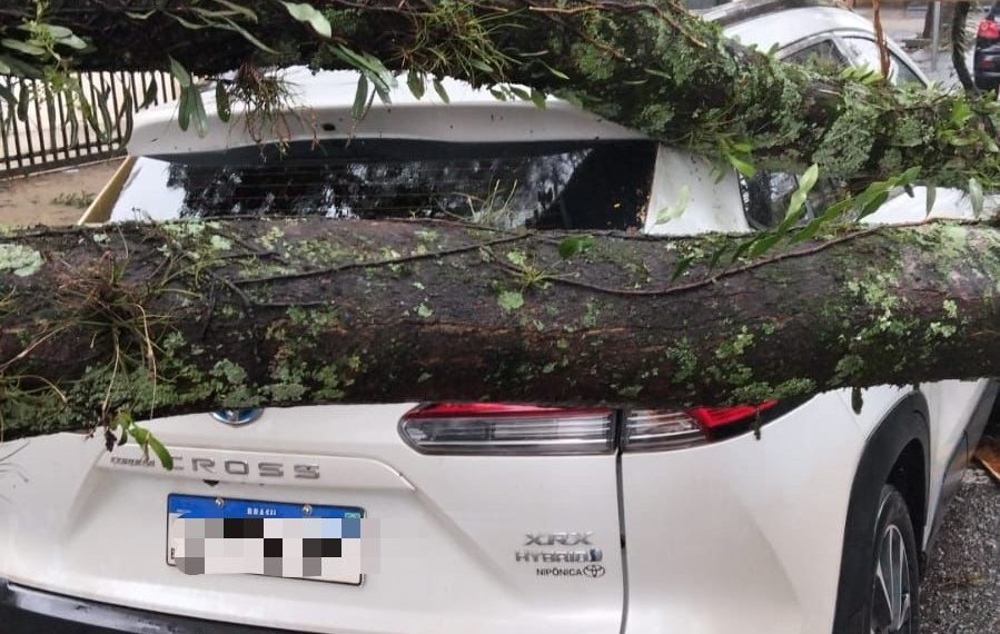 Chuva forte derruba árvores e causa transtornos em Poços de Caldas