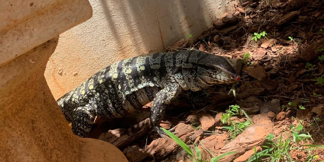 Lagarto é encontrado no quintal de uma casa em Poços de Caldas