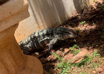 Lagarto é encontrado no quintal de uma casa em Poços de Caldas
