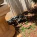 Lagarto é encontrado no quintal de uma casa em Poços de Caldas