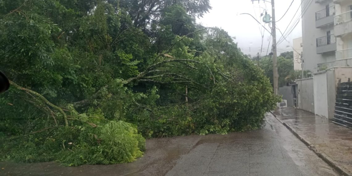 Chuva provoca alagamentos e queda de árvore em Poços de Caldas