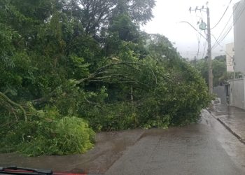 Chuva provoca alagamentos e queda de árvore em Poços de Caldas